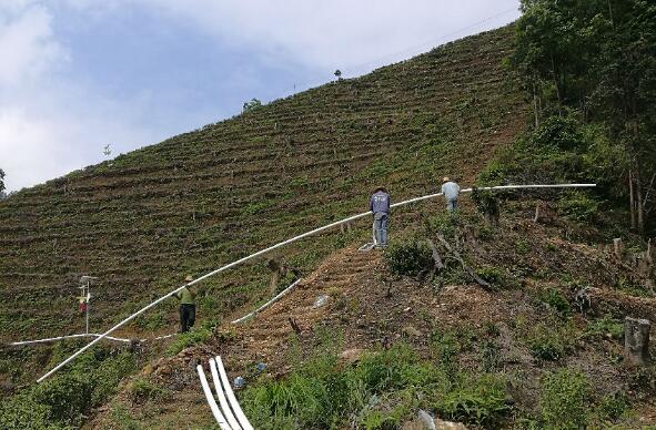 巧用滴灌，農(nóng)專(zhuān)家手把手教你種出好柚子！