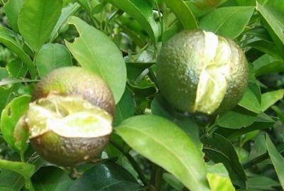 果實(shí)到底為什么會(huì)裂果，原因居然是這些！